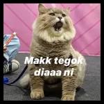 meme
