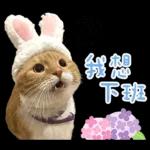 在幹森麼？小貓咪在呼叫中》〉》