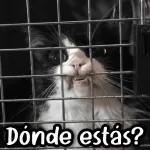 Perdón, soy tímida