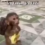 YA VOY... YA VOY