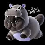 แมวดำ ฮิปโปแคระ