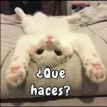 que miras bobo