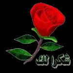 اوكيه هبيبي