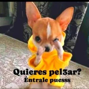 Quieres pelzar? Entrale puesss - getsticker.com