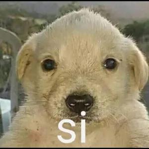 aMsJ77