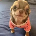 perritos
