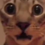 Ay Babosa me asustas Burra