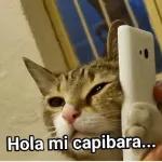 Hola mi capibara...