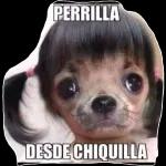 perrito