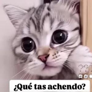 ¿Qué tas achendo? - getsticker.com