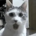 gatos 