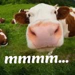 mmmmmm...🐮