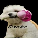 Danke！！！！！