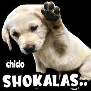 chido SHOKALAS.. - getsticker.com