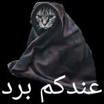 عندكم برد