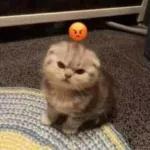 l love u anuel aa❤️‍🩹💫🤞🏻