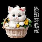 白色的貓尤其可愛