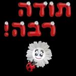 מיטל מיטל