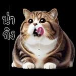 แมวถังแกสอ้วนตุ้บ 03