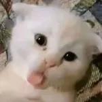 Oye eres el Amor de mi Vida, Te amo Corazón