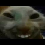 Videocats