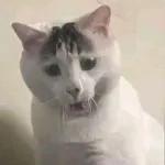 gaticos
