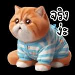 แมวขี้โมโหในชุดนอนสีอ่อน