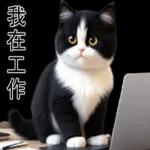 超可愛的黑白貓