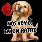 Amor