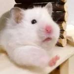 Hamsters