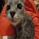 Pussy Cats
