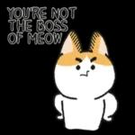 Do you have cat biscuits?