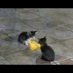 Catchain
                            Catchain