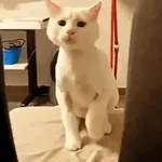 😽 Miau, eres lindo