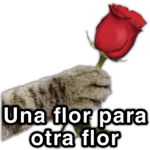 vzlnzfq