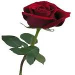 best wish for you