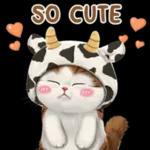 可爱小猫so cute😍