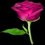 صباح الجمال