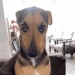 perros