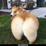 Funny things like this
