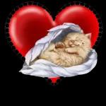 Heute Abend gehören die Sterne dir🌟