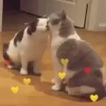 Funny Animals Gif