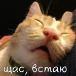 Стикеры