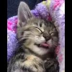 Video Cats