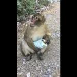 Monkey