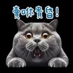 起肖貓貓★台語卡唬爛!