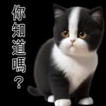 超可愛的黑白貓
