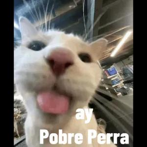 1npDSA