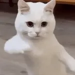 Look at me, I am walking like a human