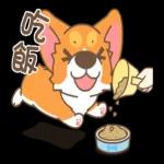 柯基犬椪椪懂吃懂吃！